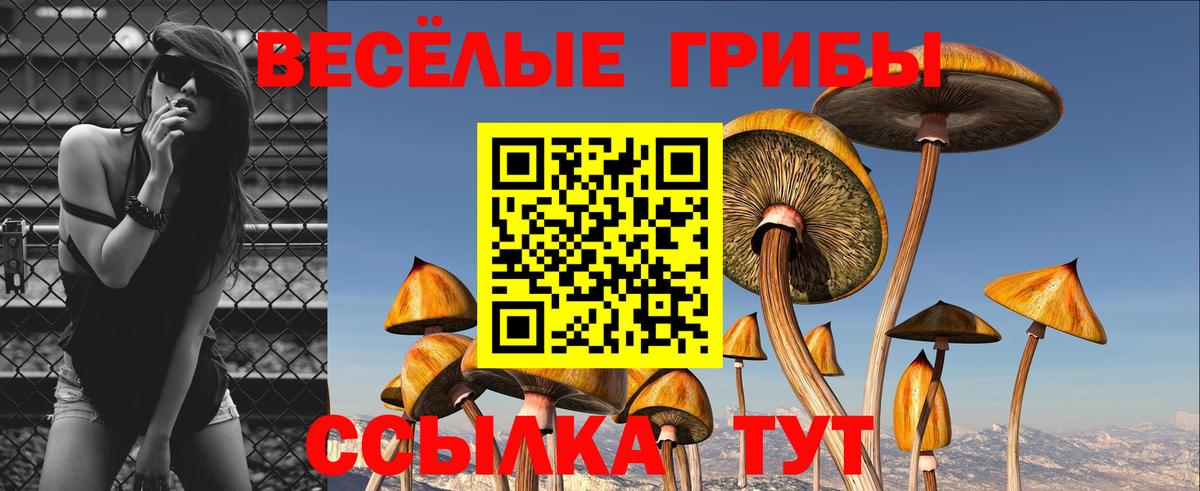 Псилоцибиновые грибы Psilocybe  Вход с VPN  Арсеньев 